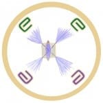 ThymusGlandSymbol