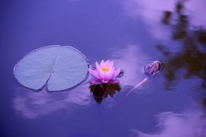 Meditate