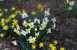 Daffodil Flowers